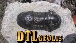 D&eacute;gagement trilobite Paralejurus, D&eacute;vonien