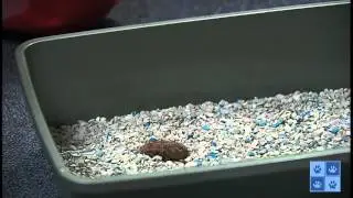 Collecting a Fecal Sample from Your Cat.mp4