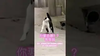 Cats&rsquo; jumping and climbing abilities are truly impressive ! #cat #funny #leap #cute