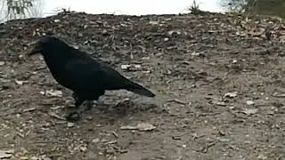 My beloved handycapped friends 😍#crow #goodvibes #feedingcrows #crowlovers