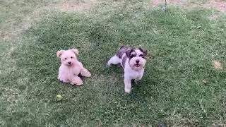 The Buddy Butt & Canaan Booty Show