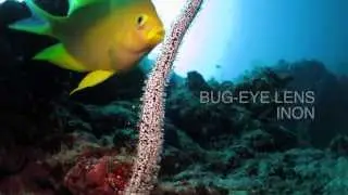 IRIOMOTE Bug-eye Lens brooding eggs