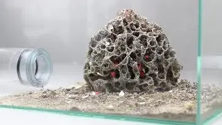 ANTCUBE getrocknete Blüten für Blattschneiderameisen