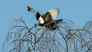 Pygmy Owl and Magpie Maridalen