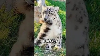 Снежный барс #животное #жизньживотных #прекрасный #снежныебарсы