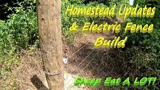 Homestead Updates - Sheep Are Out Of Food!! - Electric Fence Build - More Pasture Space Needed - DIY