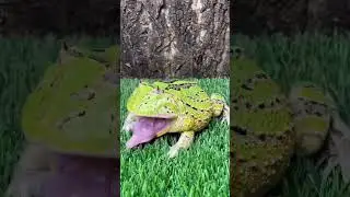 Frog Predator #frog #ihavethisthingwithplants #funnyamphibian