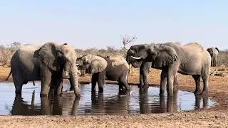 Roadside Wildlife Sightings | Botswana