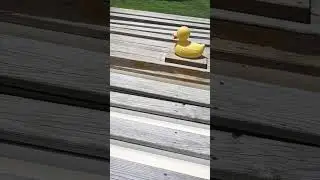 Harbes Farms Duck Water Racing! #farm #ducks #water #race #fun #NY 🦆