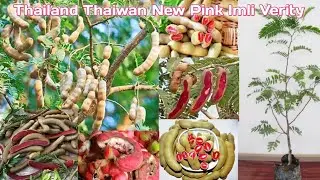 #Red_Tamarind | Thailand Red Tamarind |thaiwan red tamarind | Red imli plant | pink tamarind tree