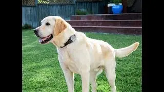 Best 24-Hour Emergency Veterinary and Pet Clinic Fenton MO | Animal Hospital