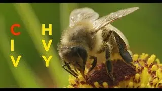 DNZR &bull; CHIVVY (Official Music Video)  | Album 