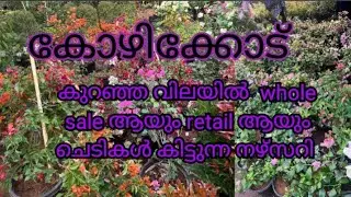 Low cost plants sale