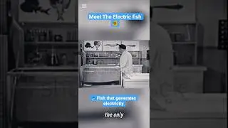 Meet the Electric Fish, fish that generates electricity #electrical #facts #doyouknow