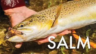 SALM - Fishing the Salmon Fly Hatch in Montana - Official Selection - '25 Trout Tour