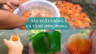Sản xuất giống cá vàng (Ping Pong)