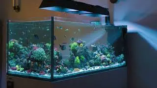 WaterBox Peninsula 6025 Mixed Reef