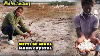 Wild Ass Sanctuary Gujarat To Kamal Ka Hai | Gujarat Wildlife | Syed Saheb Ali Vlogs | Matargashti