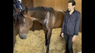 Masterson Method&reg; Equine Bodywork without physical contact