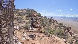 Oregon Zoo-Hatched Condors Fly Free At Vermillion Cliffs