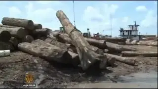 Illegal logging