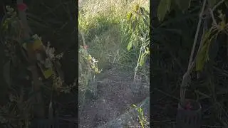 🥑 TWO A TYPE AVOCADO TREES IN SAME MOUND 🌳🌳 GEM & CARMEN HASS 🙏🥑 WATSONVILLE CALIFORNIA 03/31/2023