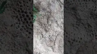 What kind of fossils are these? #rockhound #fossils #fossil