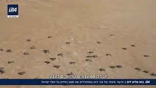 בוא אלינו לים: תיעוד מיוחד של צבי הים שמתחילים את מסע החיים על חופי ישראל