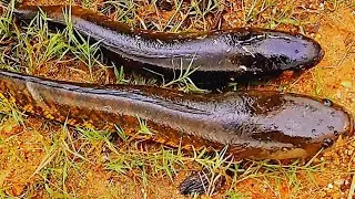 Maral Machli Pakadne Ka Tarika Cobra Snakehead Fishing
