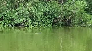 Malayan water monitor