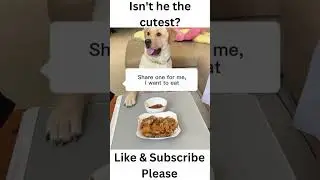 Funny Dog complaining the owner about food