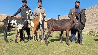 VISIT MGF GOAT FARM KAMEER WALA HIGH QUALITY BEETAL GOATS IN PUNJAB