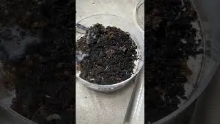 I Started a MILLION WORKER Ant COLONY!