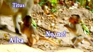 Alba is threaten by king Titus, Tiny baby monkey is very scared!