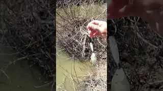 fishing finesse!! isca inna 50, e muito lambari no UL #pescaria #fishing #peixes