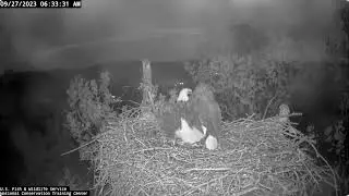 Bella Bites & Pushes and Tolerates New Male - Bella Branch Delivery Sept 27, 2023 - NCTC Bald Eagles