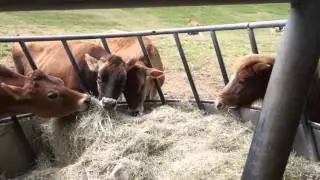 Taiwan Day 854: The cows in Flying Cow Ranch (b)