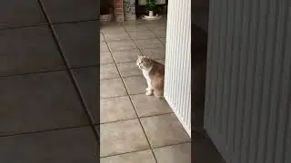 Female cat in heat and screaming out loud🤯 #heat #krolsheid #cat #kat #shorts #meow #scream