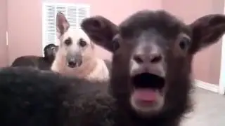 Little goat yawns!