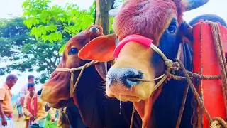 Cow unloading, cow videos, cow video, big cow, goru hamba cow, Ep 335