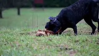 catch dog works on naughty terrier - cane corso mastiff 15 months old female / patterdale terrier