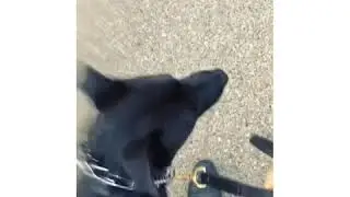 Dog Training by the beach