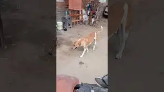 street king dogs