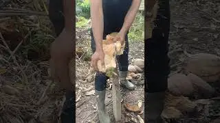 A simple way to peel a coconut