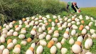 OMG unique  -A farmer picks a lot of duck eggs in a field in the green grass near the lake.