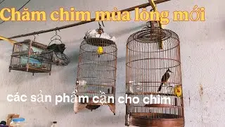 Các loại cám, thức ăn giúp chim ổn định và căng lửa #linhhocmon #saudaudo #huytco 