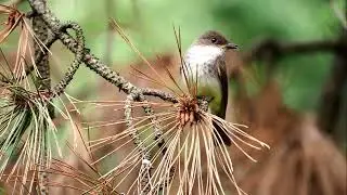 The Phenomenal fledgling of Lesser Flycatcher babies movie
