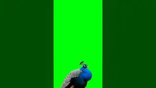 Peacock Bird Green screen video