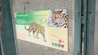 (mein) erster Blick auf den Baby Leopard in Sch&ouml;nbrunn