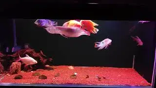 This is how beginning of a moster fish tan looks